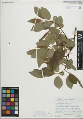 Foto von Salix pentandra L.